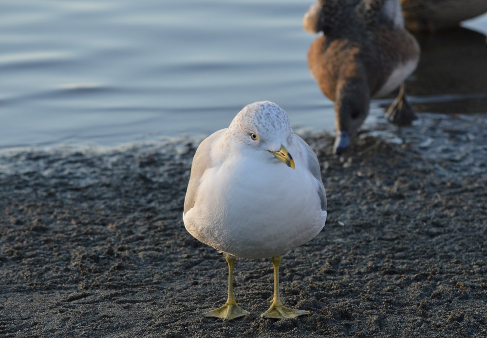 Ring-billed Gull