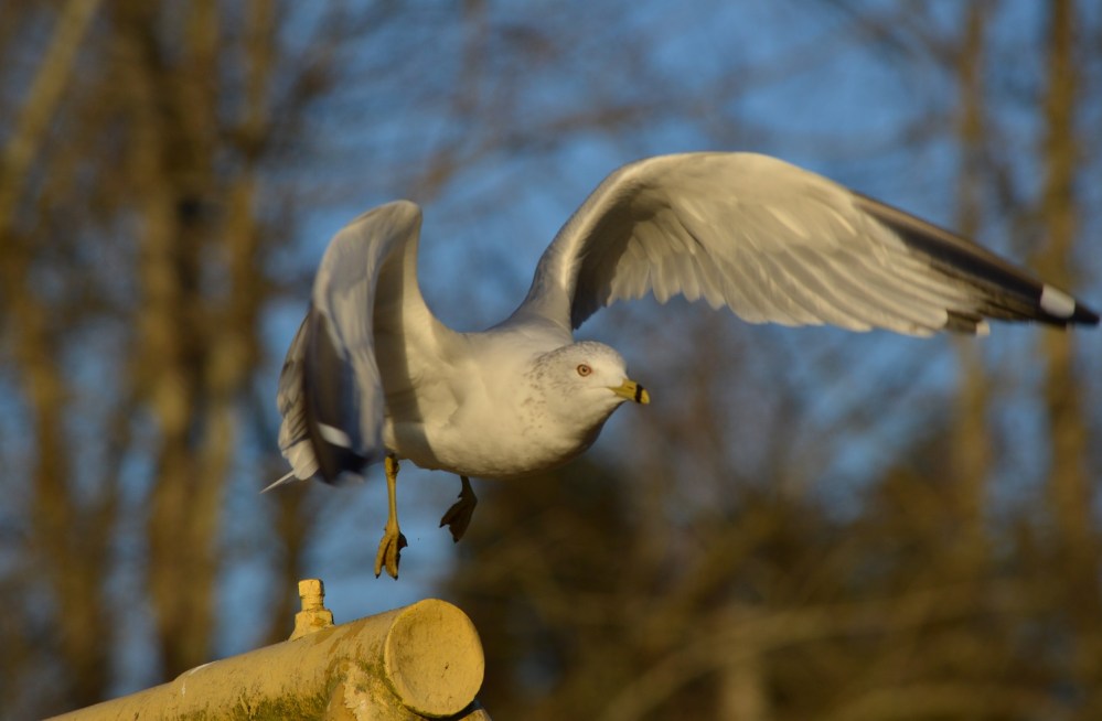 Ring-billed Gull