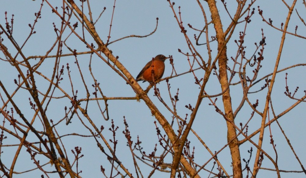 American Robin
