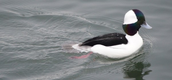 Bufflehead