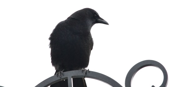 Northwestern Crow