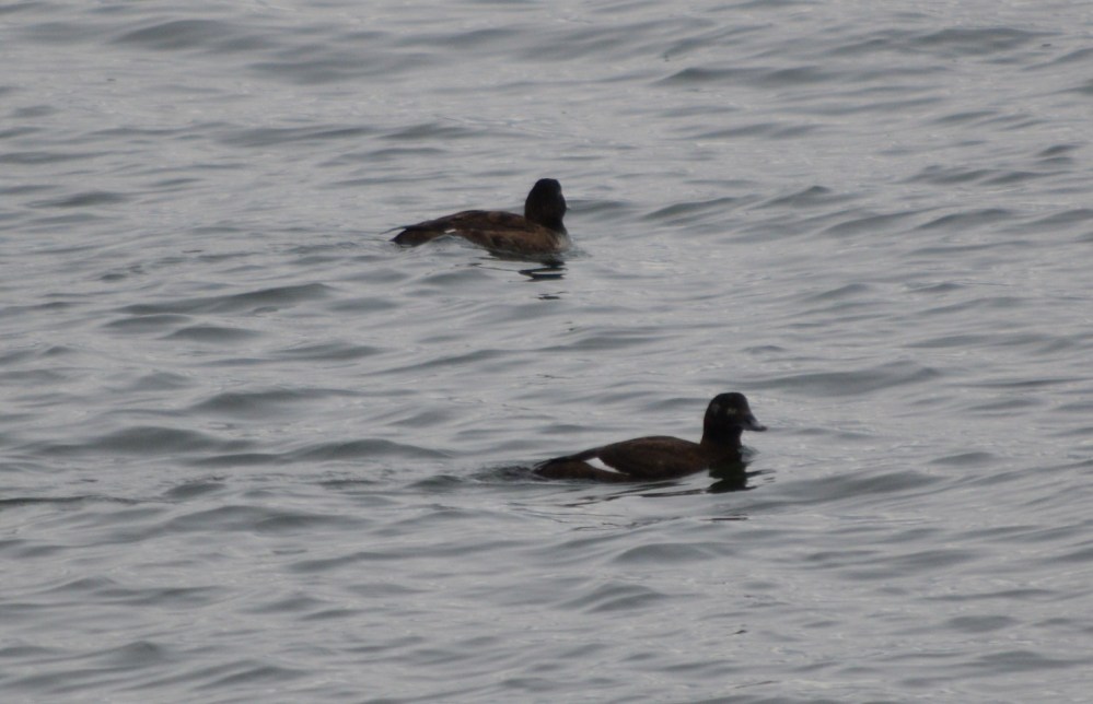 White-winged Scoter