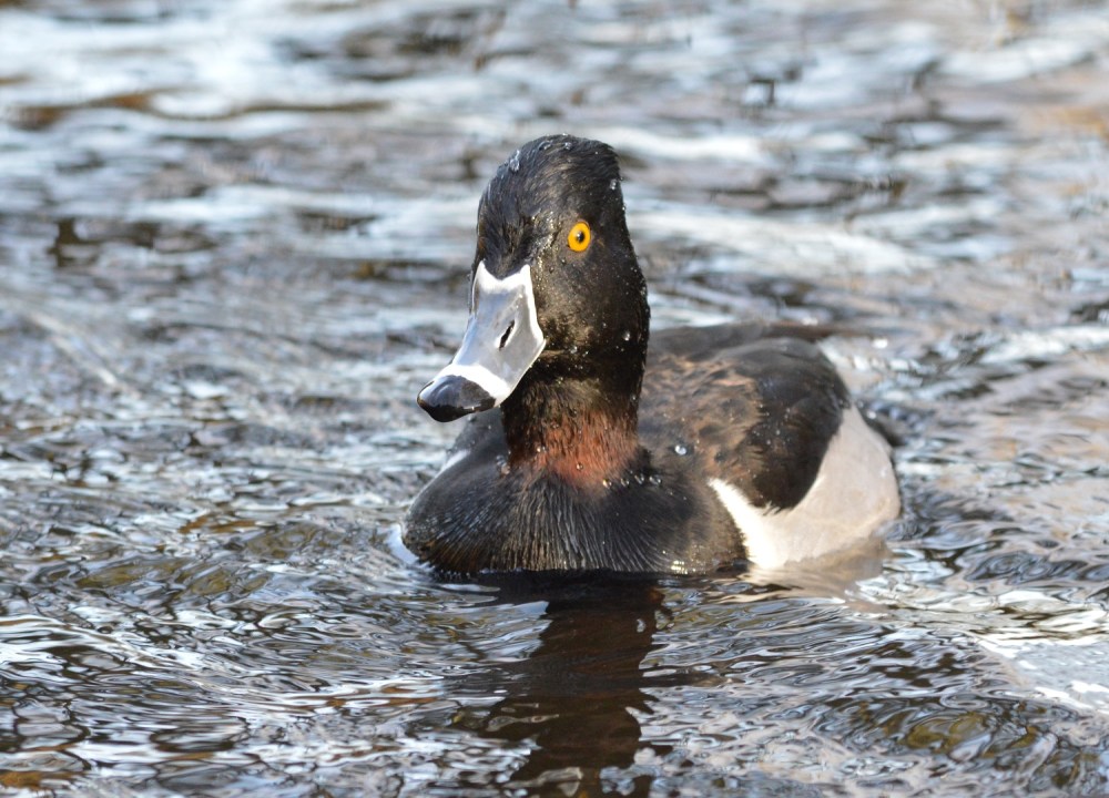 Ring-necked Duck