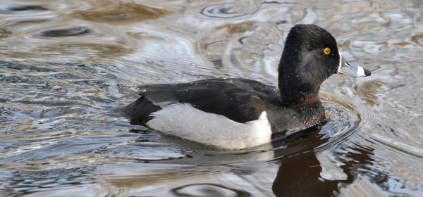 Ring-necked Duck