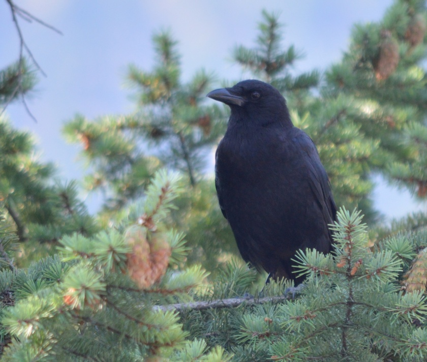 Northwestern Crow