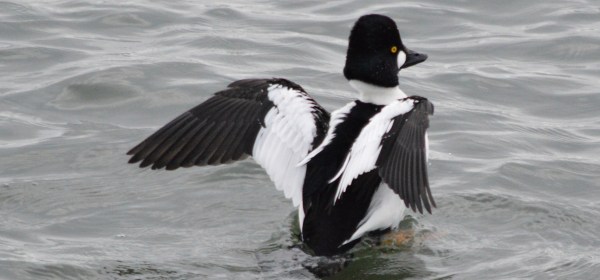 Common Goldeneye