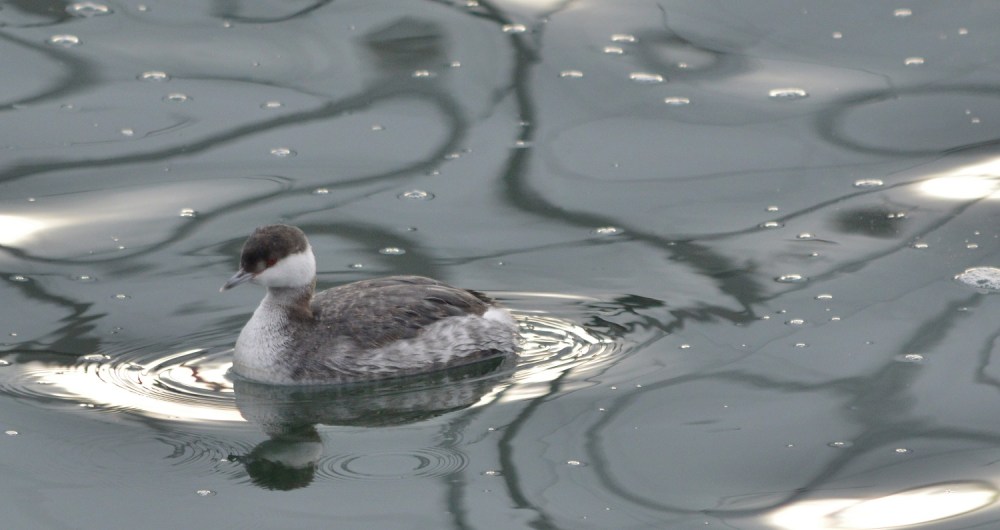 Horned Grebe