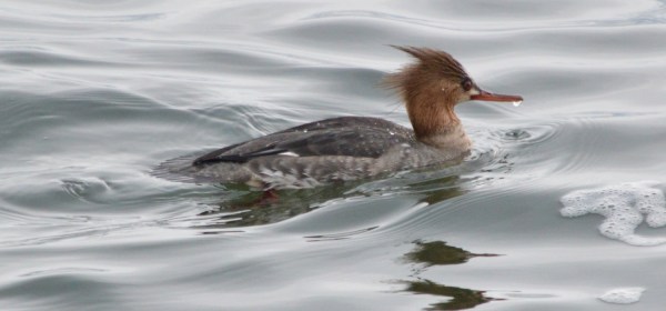 Red-breasted Merganser
