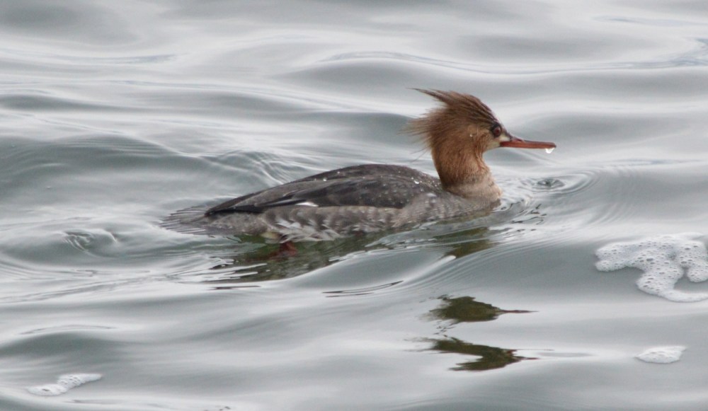 Red-breasted Merganser
