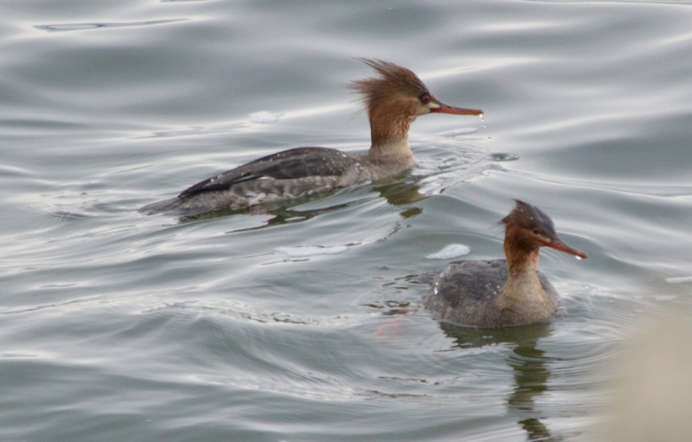Red-breasted Merganser