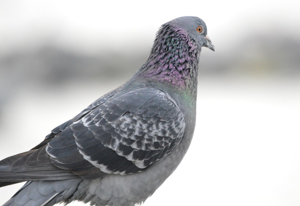 Rock Pigeon