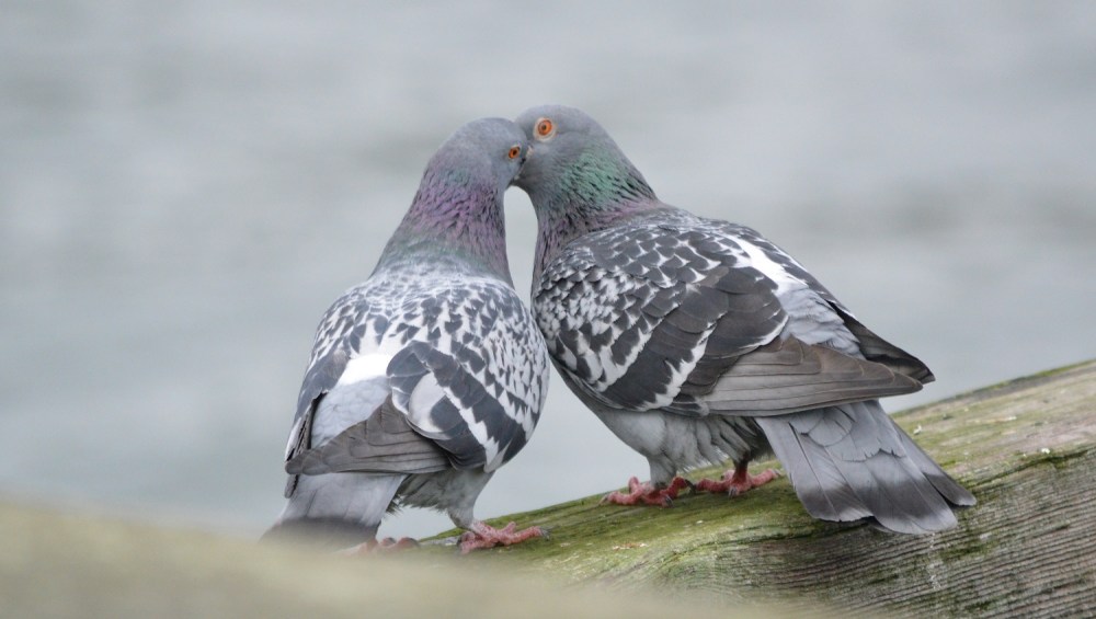 Rock Pigeon