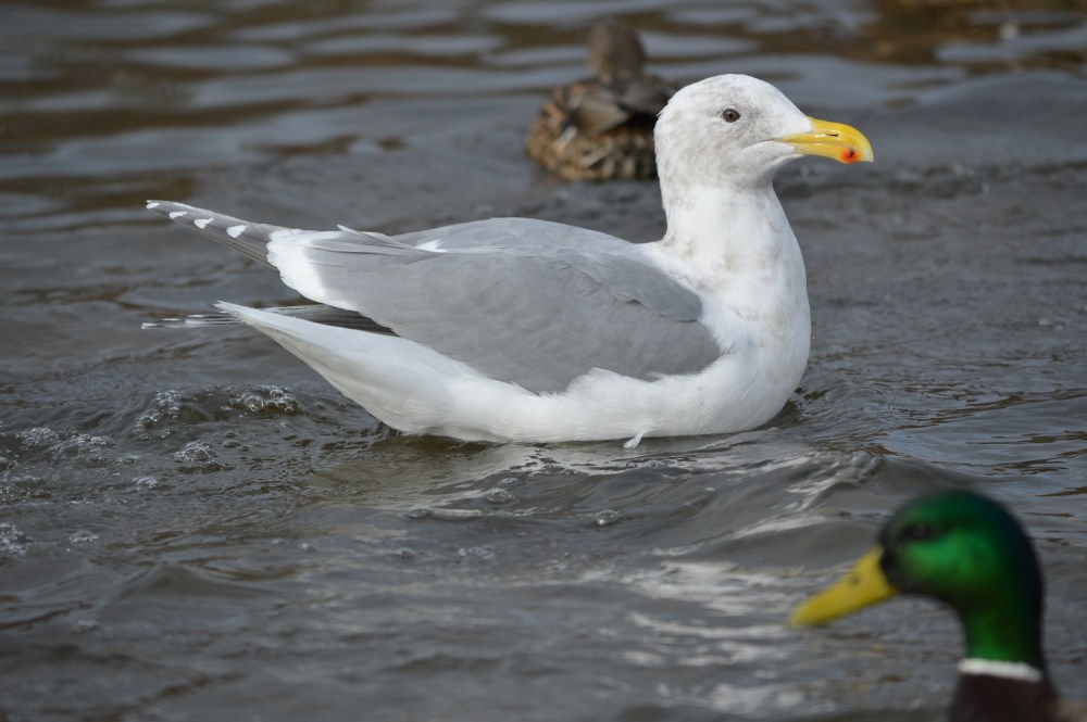 Glaucous-winged Gull