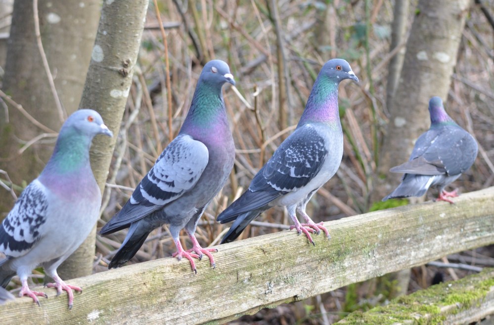 Rock Pigeon