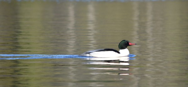 Common Merganser