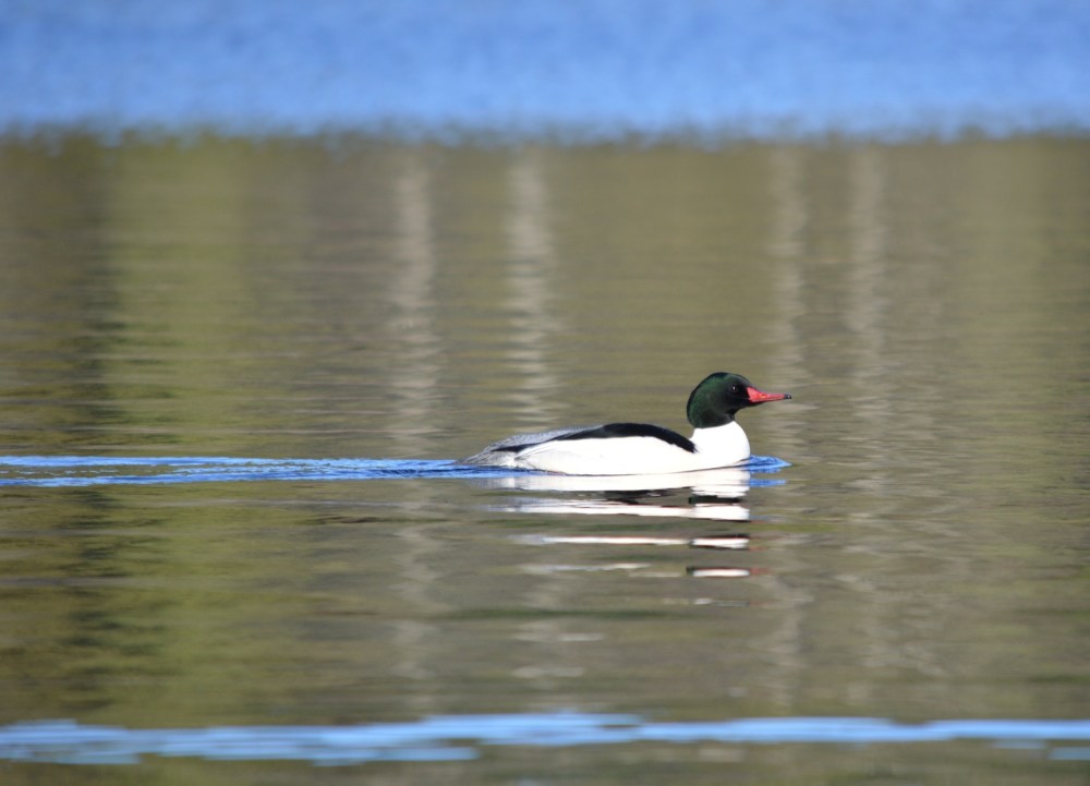 Common Merganser