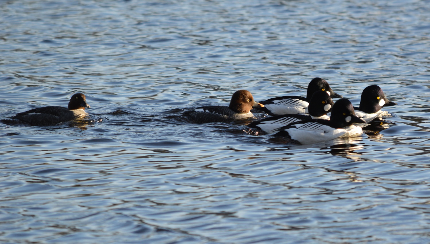 Common Goldeneye