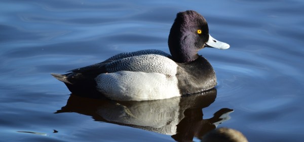 Lesser Scaup