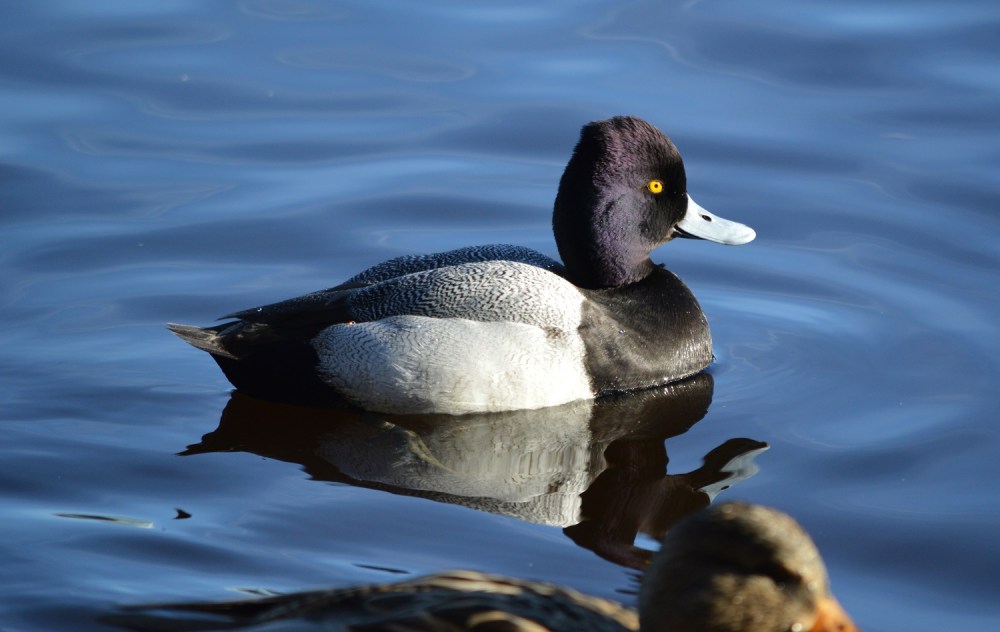 Lesser Scaup