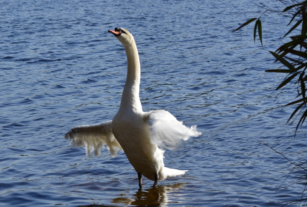Mute Swan