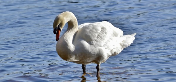 Mute Swan