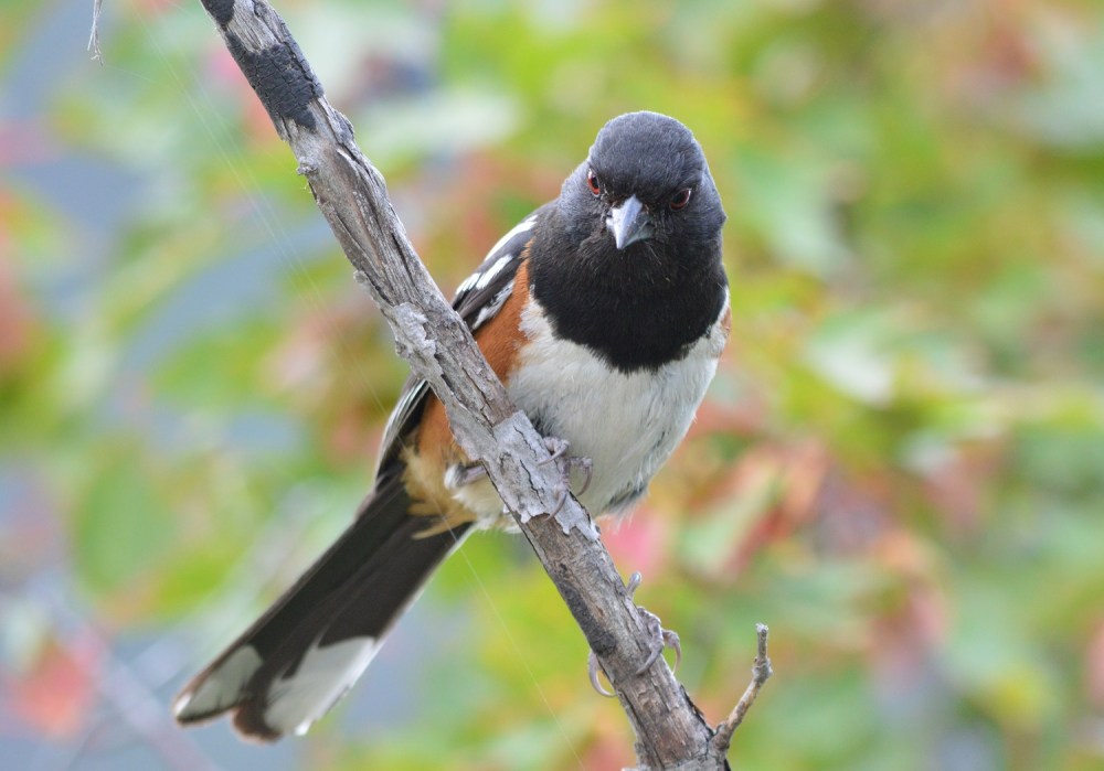 Spotted Towhee