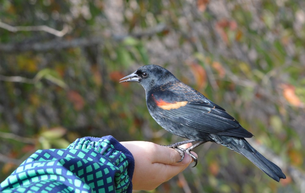 Red-winged Blackbird