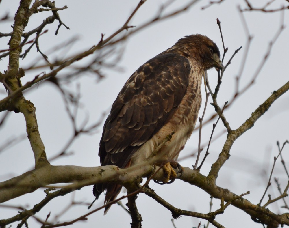 Red-tailed Hawk
