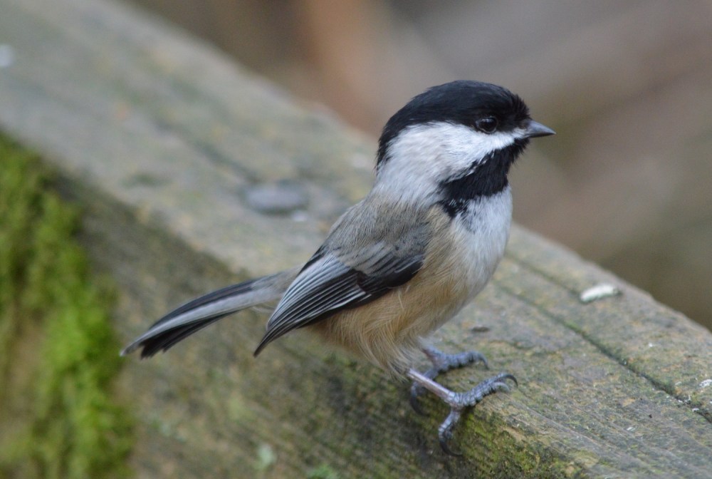 Black-capped Chickadee