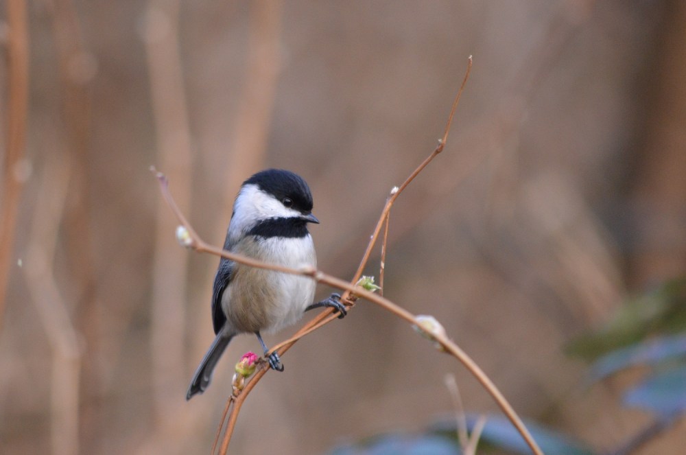 Black-capped Chickadee