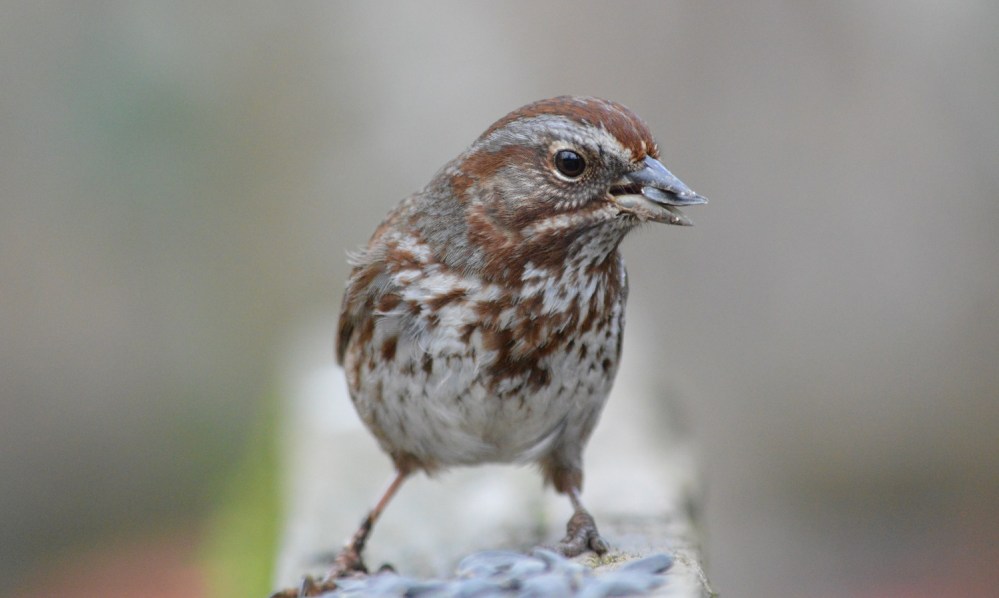 Song Sparrow