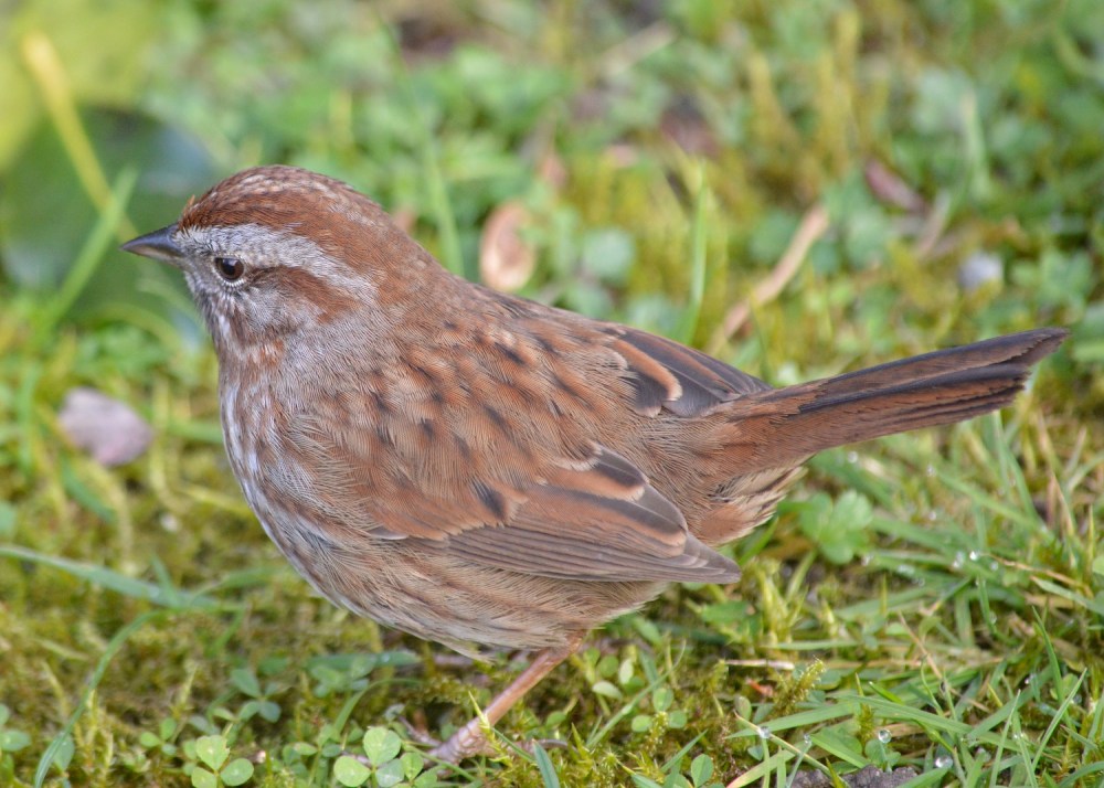 Song Sparrow