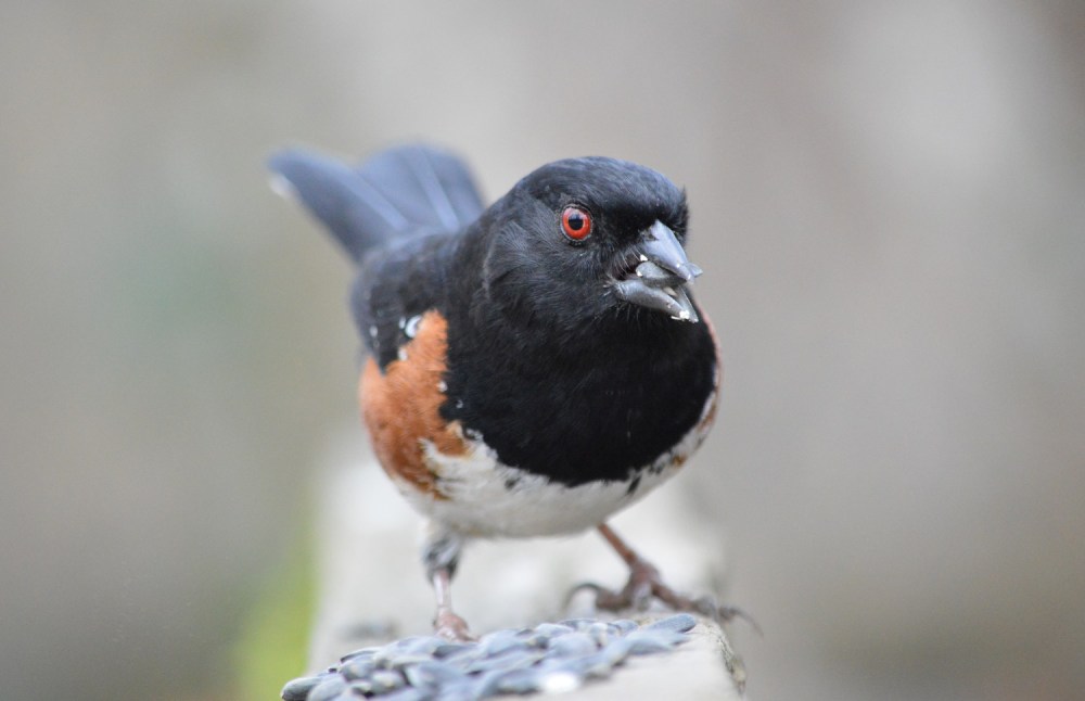 Spotted Towhee
