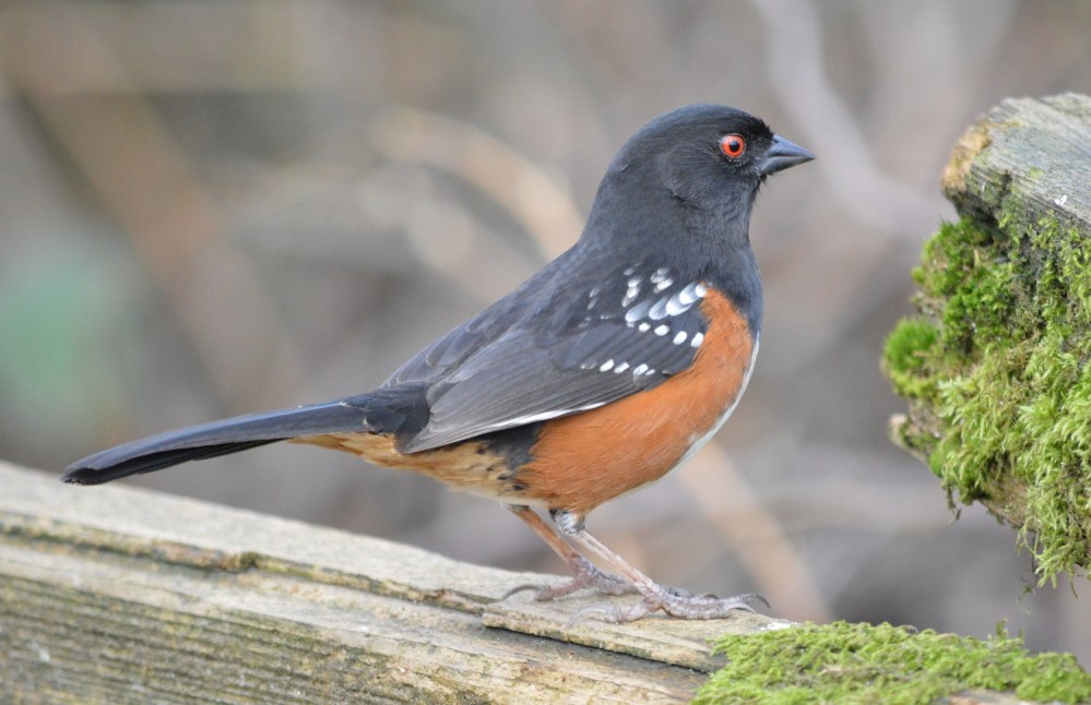 Spotted Towhee