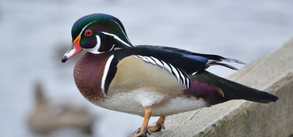 Wood Duck