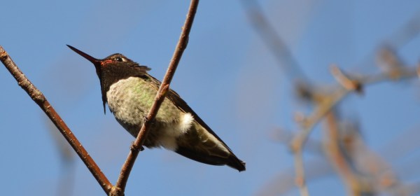 Anna's Hummingbird