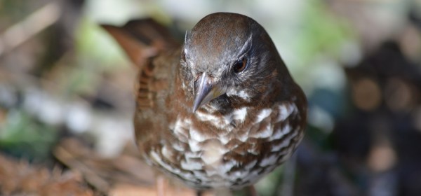Fox Sparrow