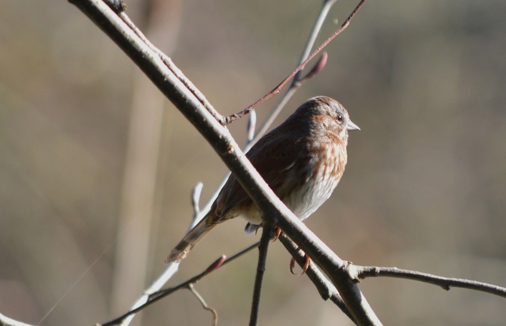 Song Sparrow