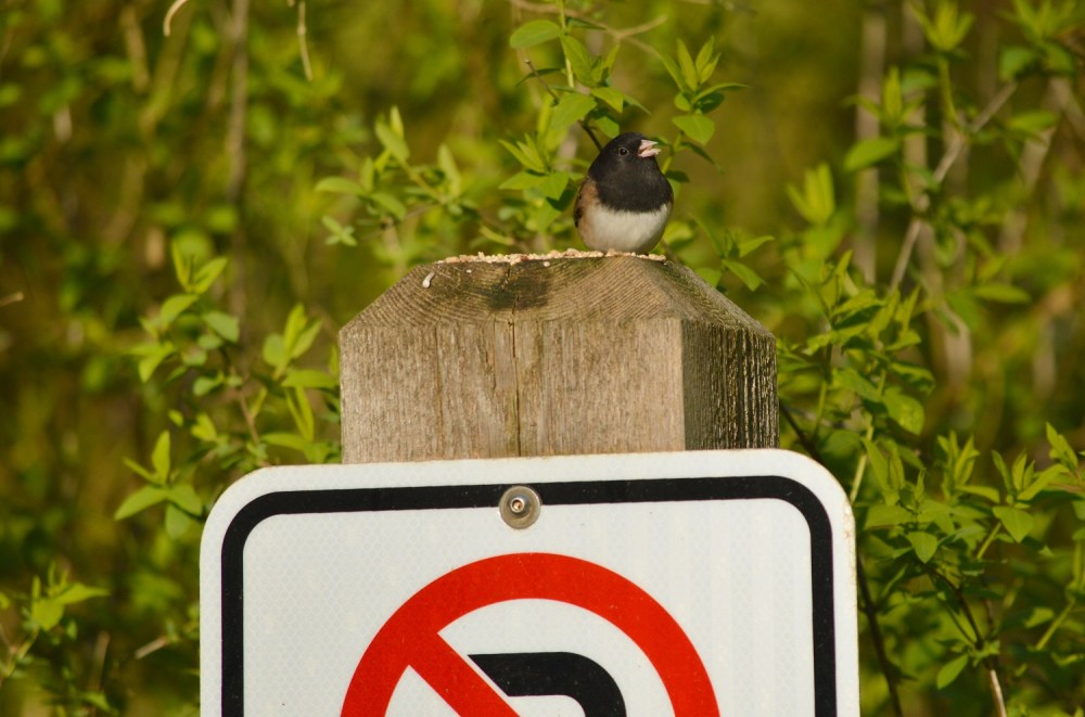 Dark-eyed Junco