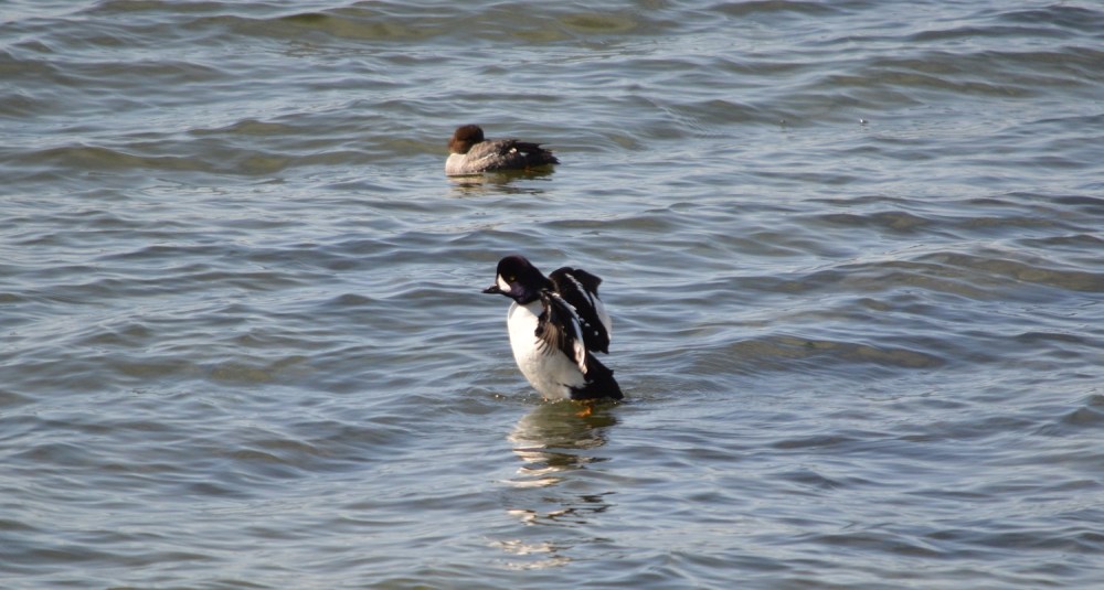 Barrow's Goldeneye