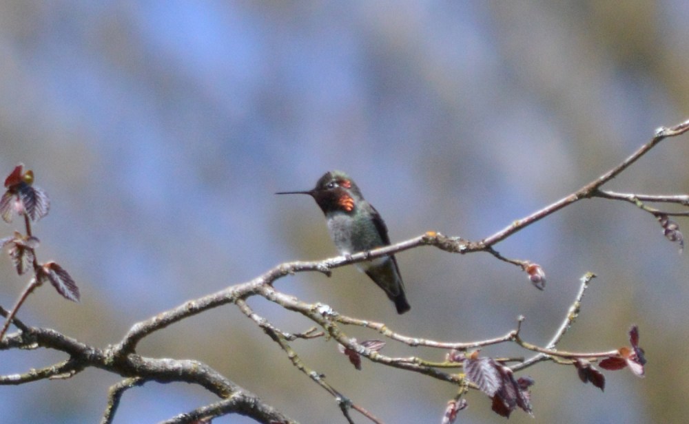 Anna's Hummingbird
