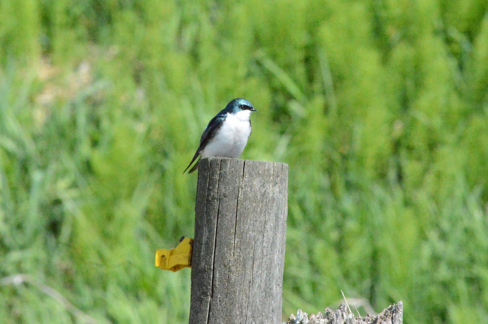 Tree Swallow