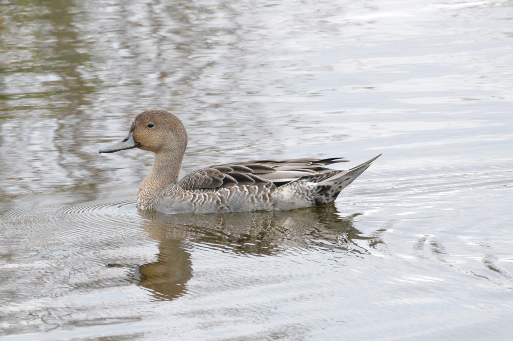 Northern Pintail (female)