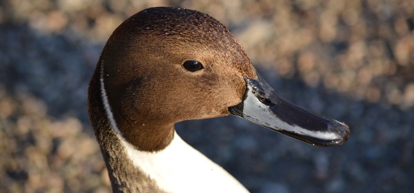 Northern Pintail