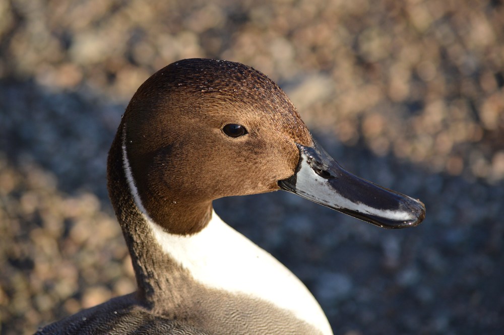 Northern Pintail