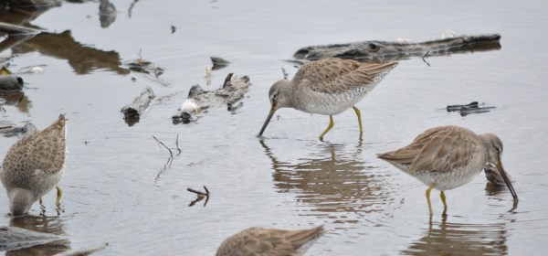 Long-Billed Dowitcher