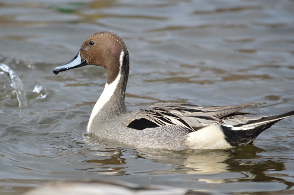Northern Pintail