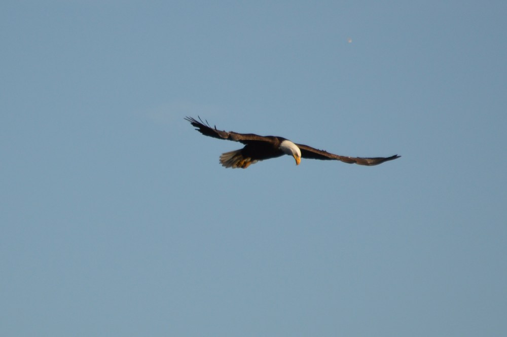 Bald Eagle