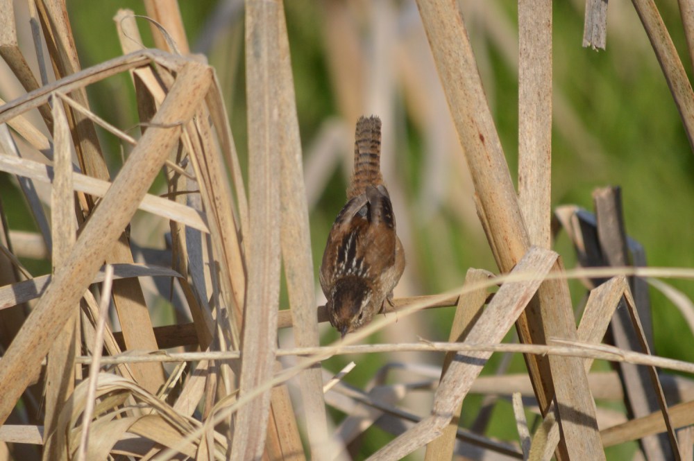 Marsh Wren