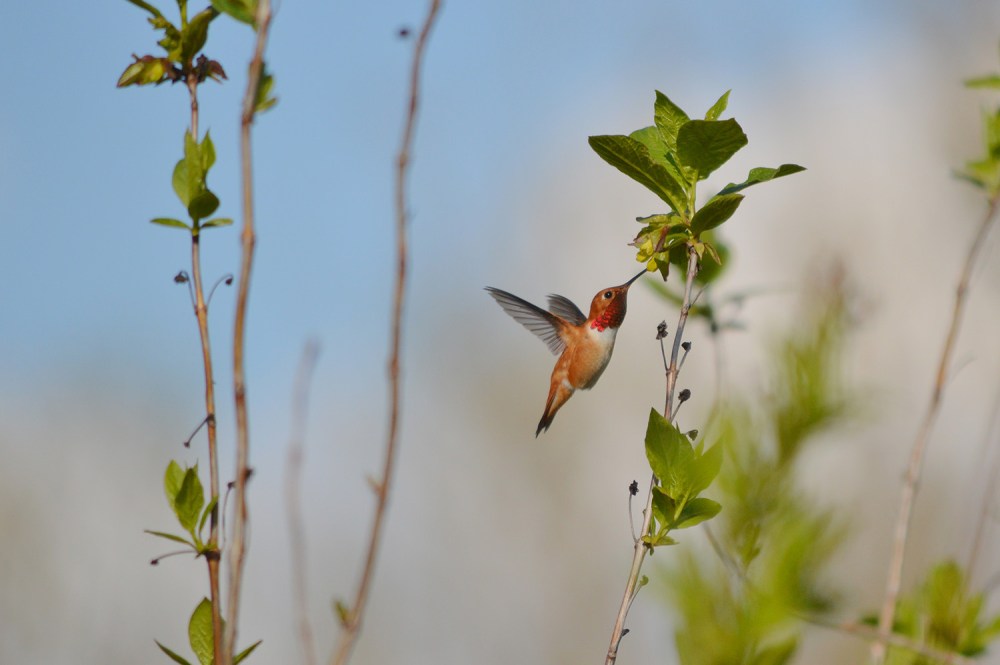 Rufous Hummingbird